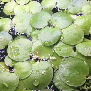 Aquarium Plant Amazon Frogbit Limnobium laevigatum